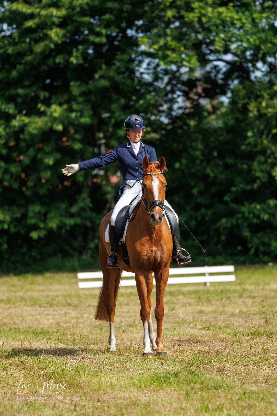 ruin met aanleg voor hogere werk, Dieren en Toebehoren, Ruin, Dressuurpaard, 3 tot 6 jaar, 165 tot 170 cm