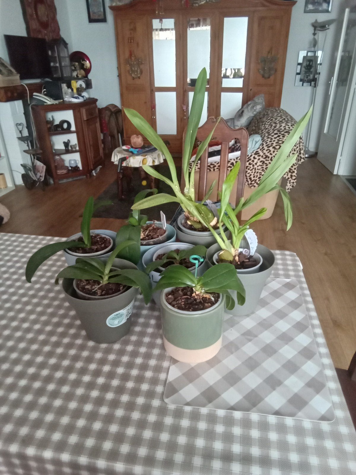 lots orchidee, Huis en Inrichting, Kamerplanten, Ophalen of Verzenden