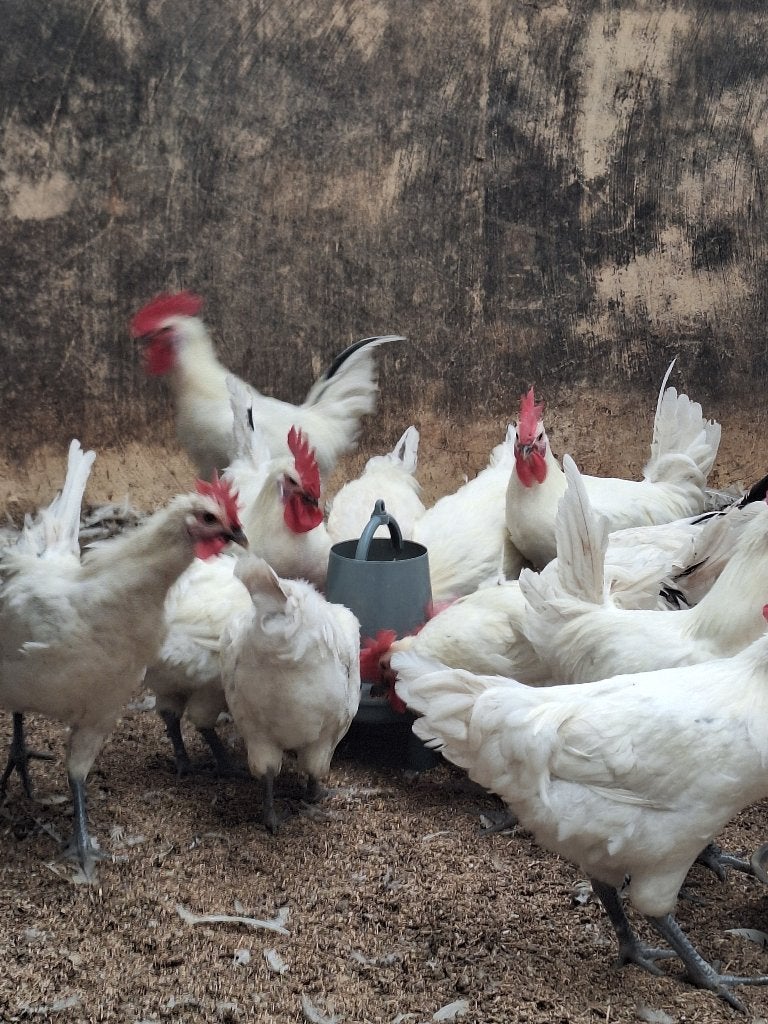 Poule de bresse hanen, Dieren en Toebehoren, Mannelijk, Kip