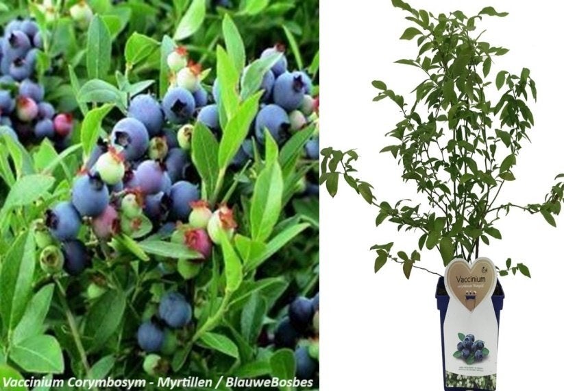 BLAUWE BOSBES STRUIKEN "GOLDTRAUBE 71" = 30/50 CM, 12€/Stuk., Vaste plant, Ophalen of Verzenden, Halfschaduw, Fruitplanten