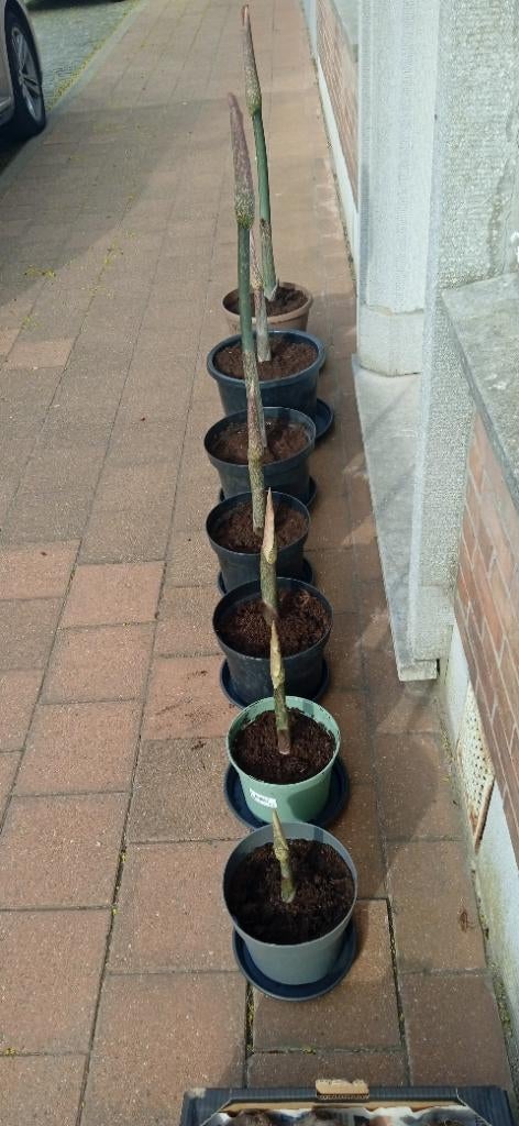 Amorphophallus konjac, voodoolelie, slangenpalm, penisplant, Tuin en Terras, Bloembollen en Zaden, Ophalen of Verzenden, Voorjaar