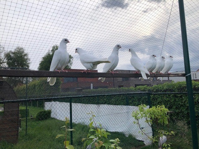 figurita, oosterse meeuw, Plusieurs animaux, Tourterelle