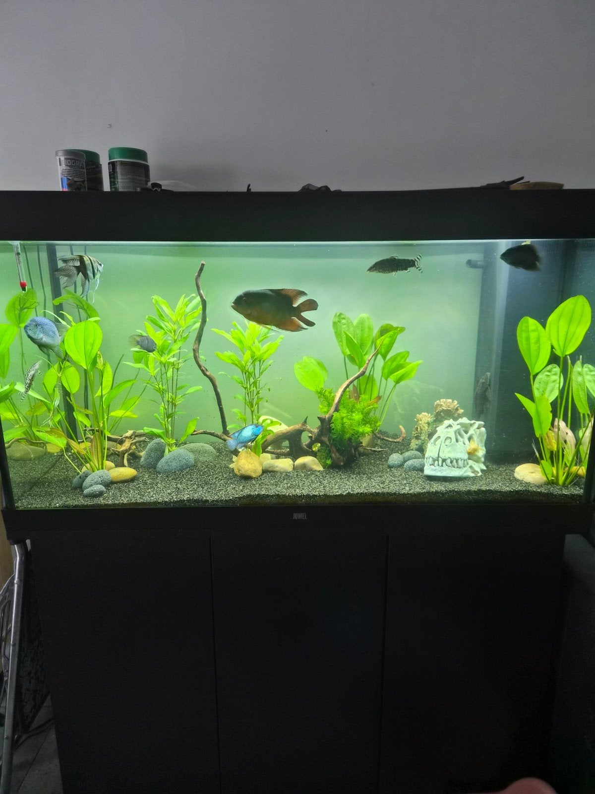 juwel rio 350liter met of zonder vissen, Dieren en Toebehoren, Ophalen, Decoratie, Inclusief vissen, Zo goed als nieuw