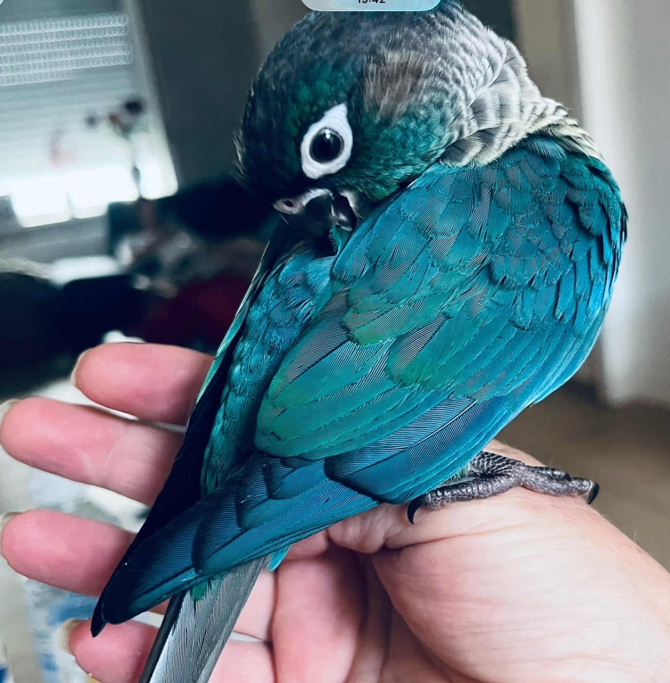 Conure pyrrhura turquoise eam, Mâle
