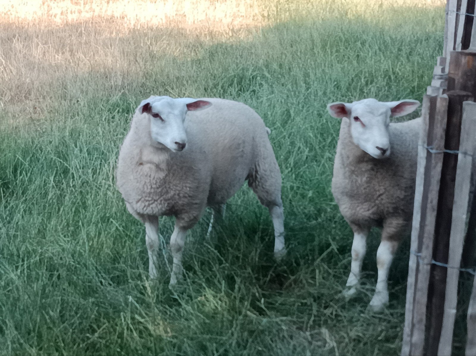 Zuivere swifter schapen, Dieren en Toebehoren