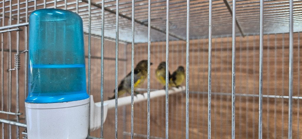 geelbuiksijs, Dieren en Toebehoren, Vogels | Overige Vogels, Mannelijk, Tropenvogel, Tam