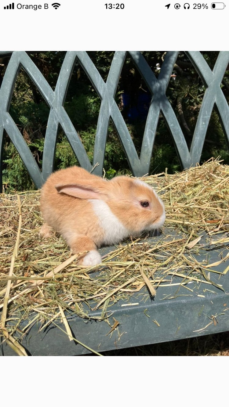 Minilop x vlaamse reus kruising, Animaux & Accessoires, Lapins