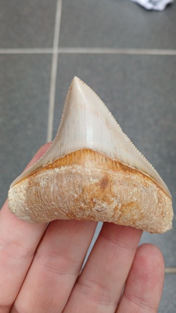 Dent de requin mégalodon fossile d'Indonésie, Enlèvement ou Envoi, Fossile