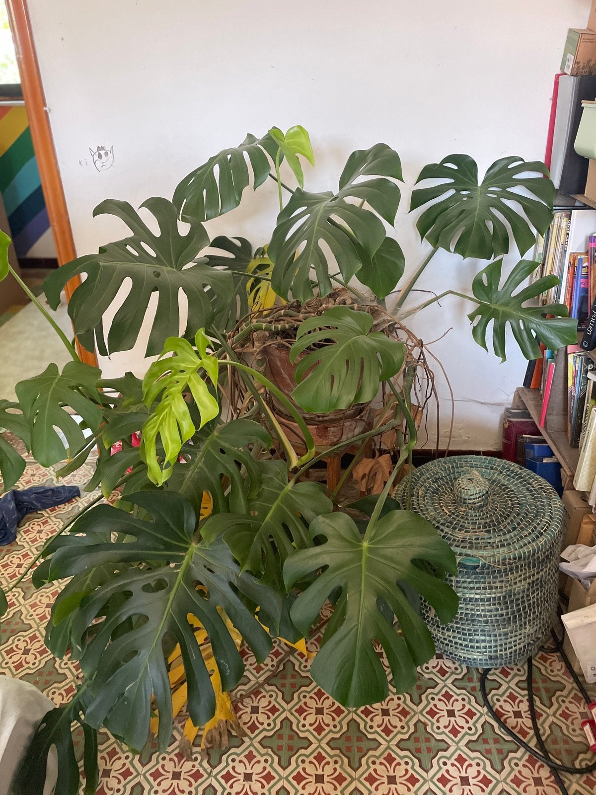 Reuze Monstera (Gatenplant), Maison & Meubles, Plantes d'intérieur, Autres espèces, En pot, Enlèvement, 100 à 150 cm