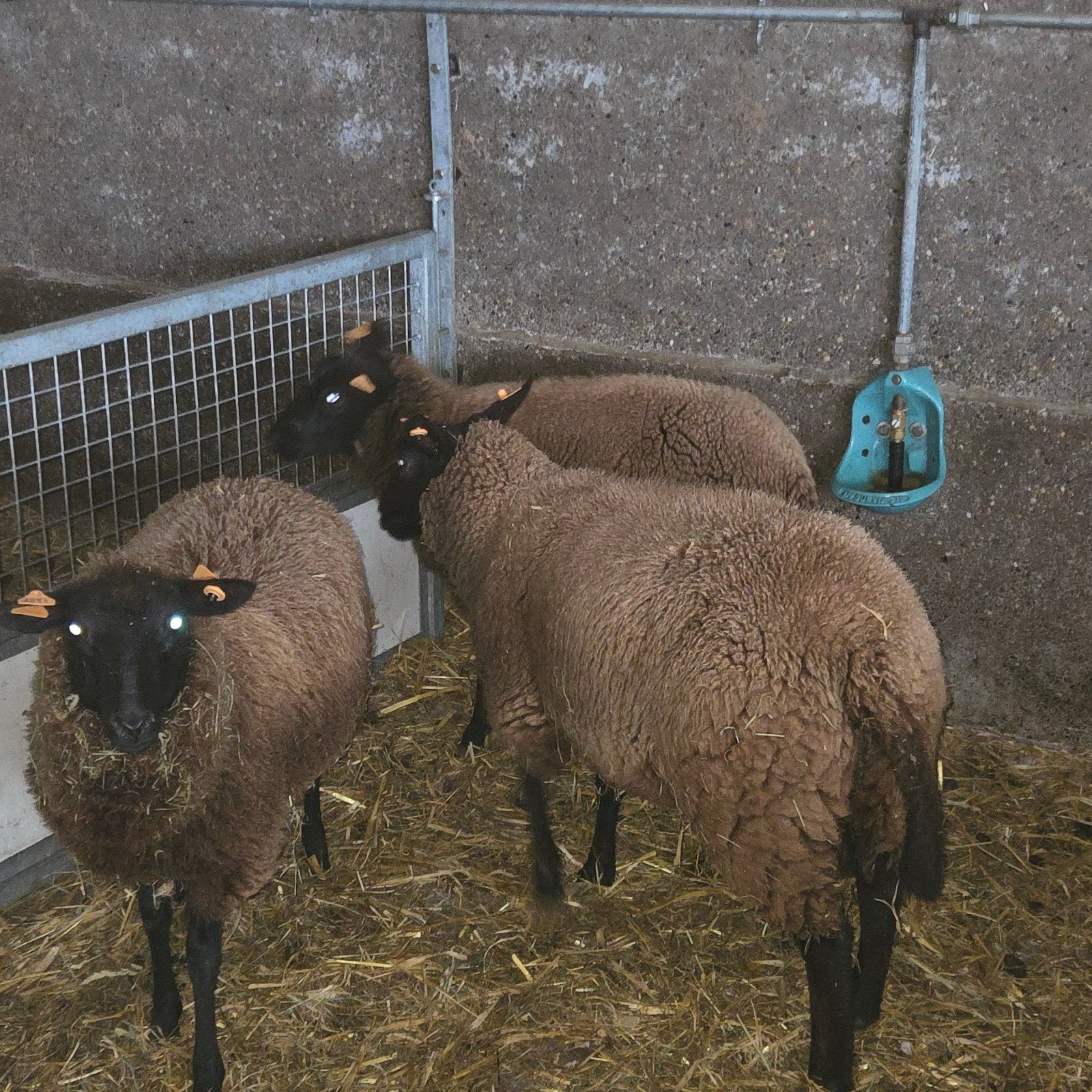jonge ooien, Dieren en Toebehoren