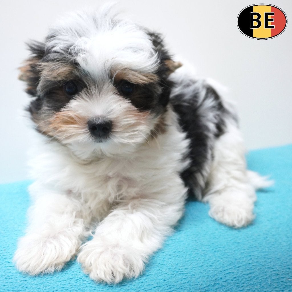 Biewer Yorkshire Terriër - Belgische pups te koop, België, 15 weken tot 1 jaar, Handelaar, Meerdere