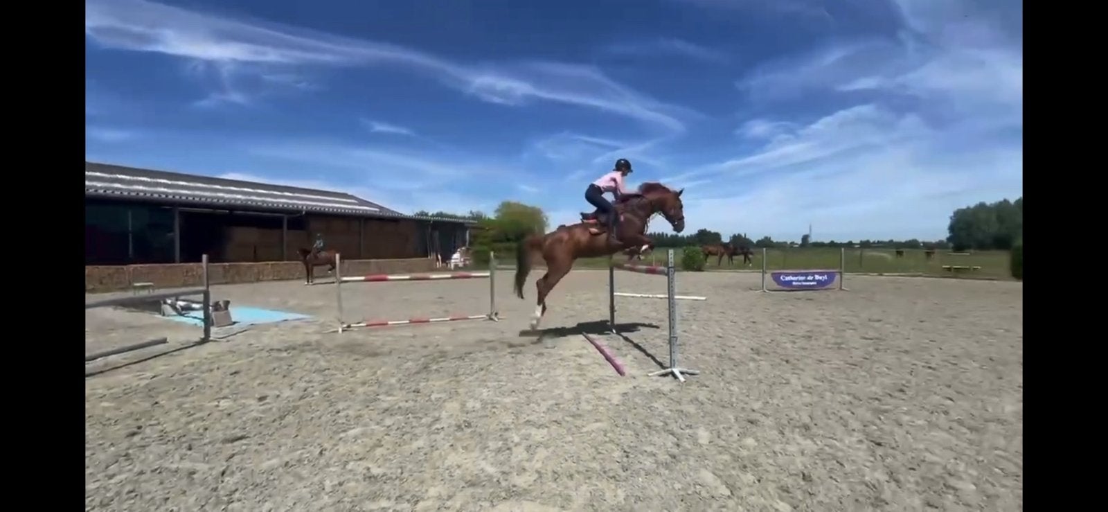 Talentvolle merrie, Avec pedigree, 165 à 170 cm, Cheval de saut, Jument