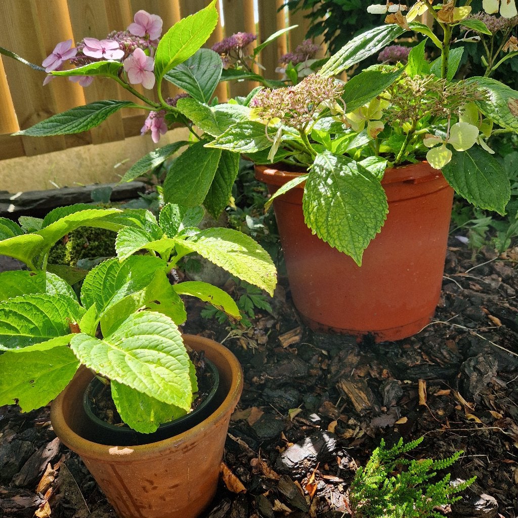 hortensia's, Jardin & Terrasse, Plantes | Jardin, Enlèvement, Été