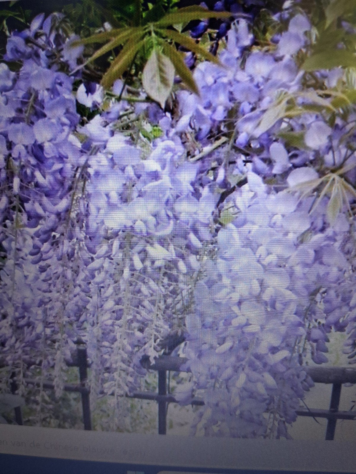 wisteria blauwe regen, Ophalen