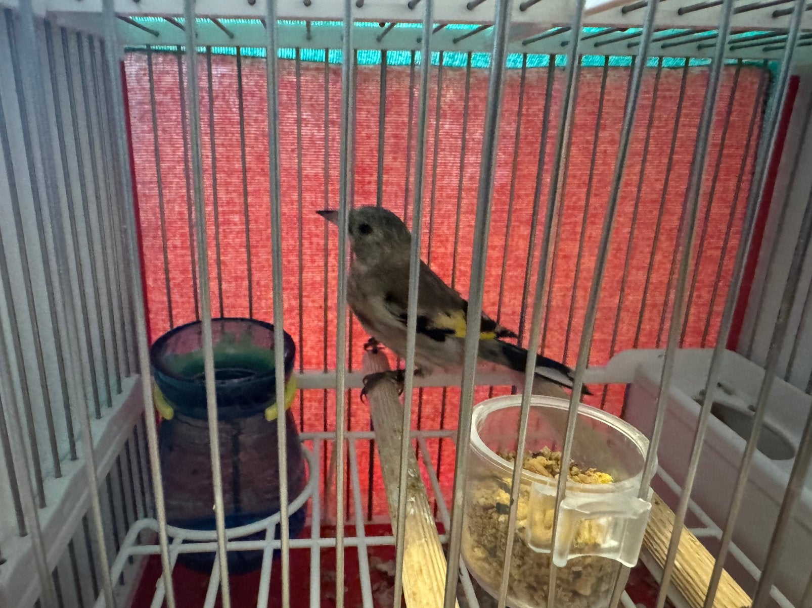 Chardonneret Male 2026, Animaux & Accessoires, Oiseaux | Oiseaux Autre