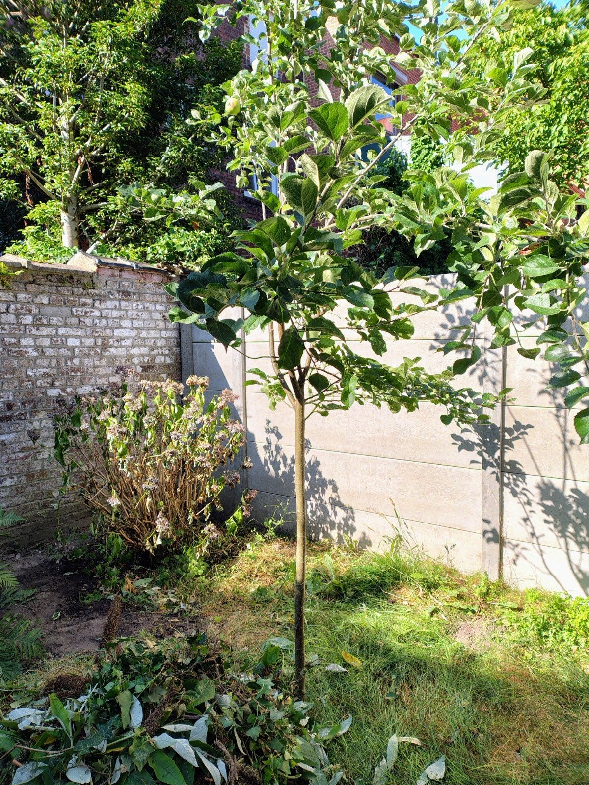 Jonge boom - Fruitboom - Appelboom - Appelaar, Ophalen