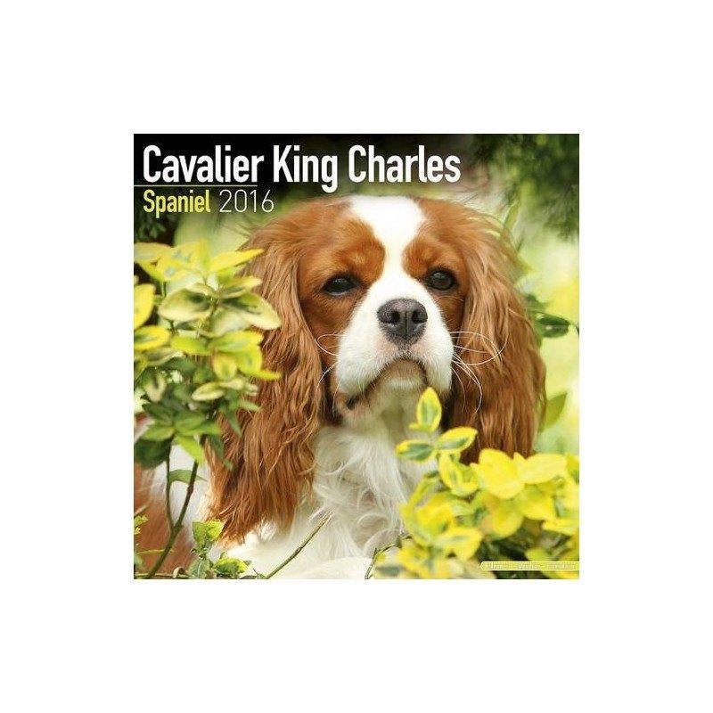 Cavalier King Charles Spaniel kalender 2016, Ophalen of Verzenden, Jaarkalender, Nieuw