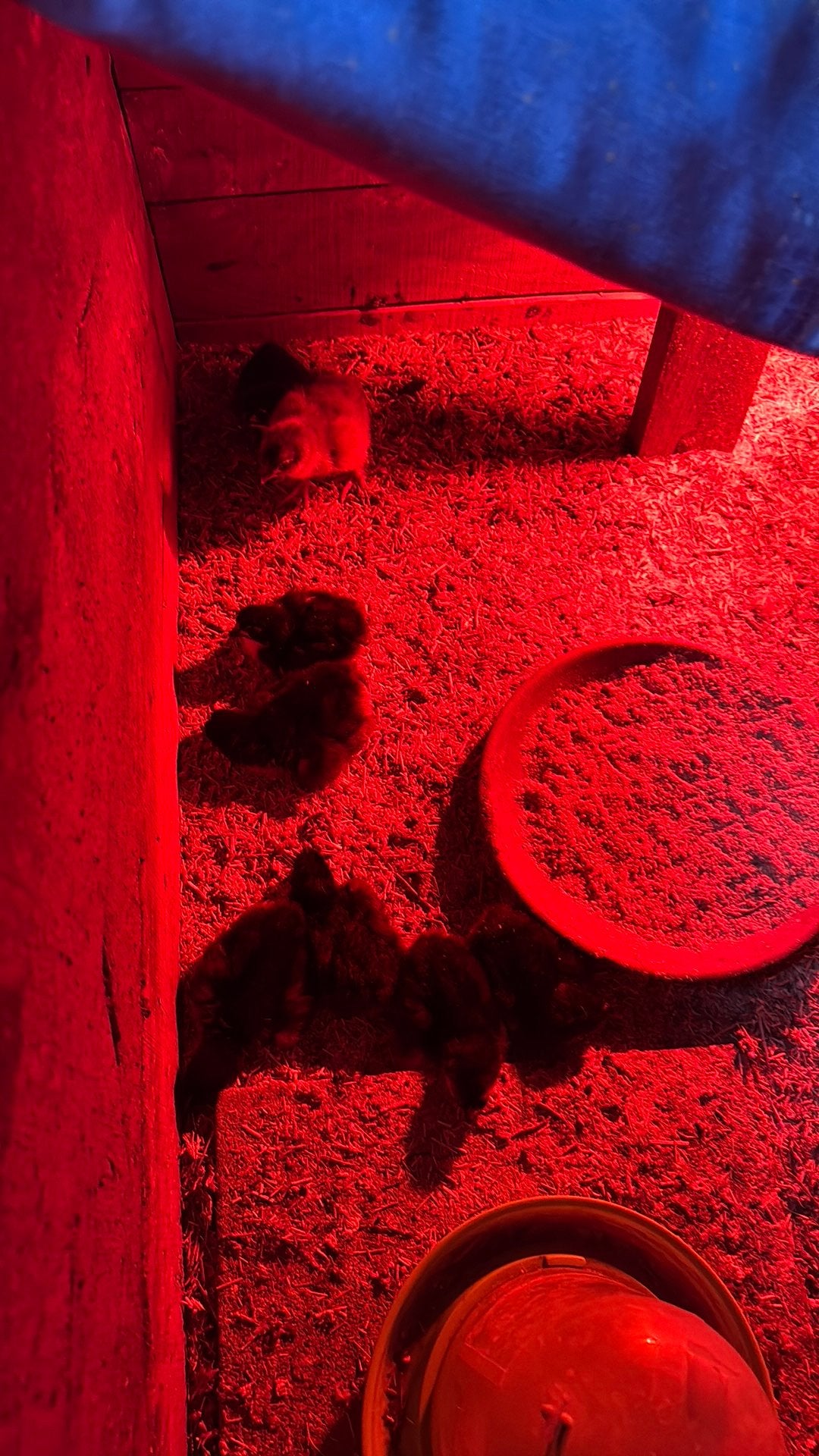 Poussins de Maran nés le 29 juin, Animaux & Accessoires, Sexe inconnu, Poule ou poulet