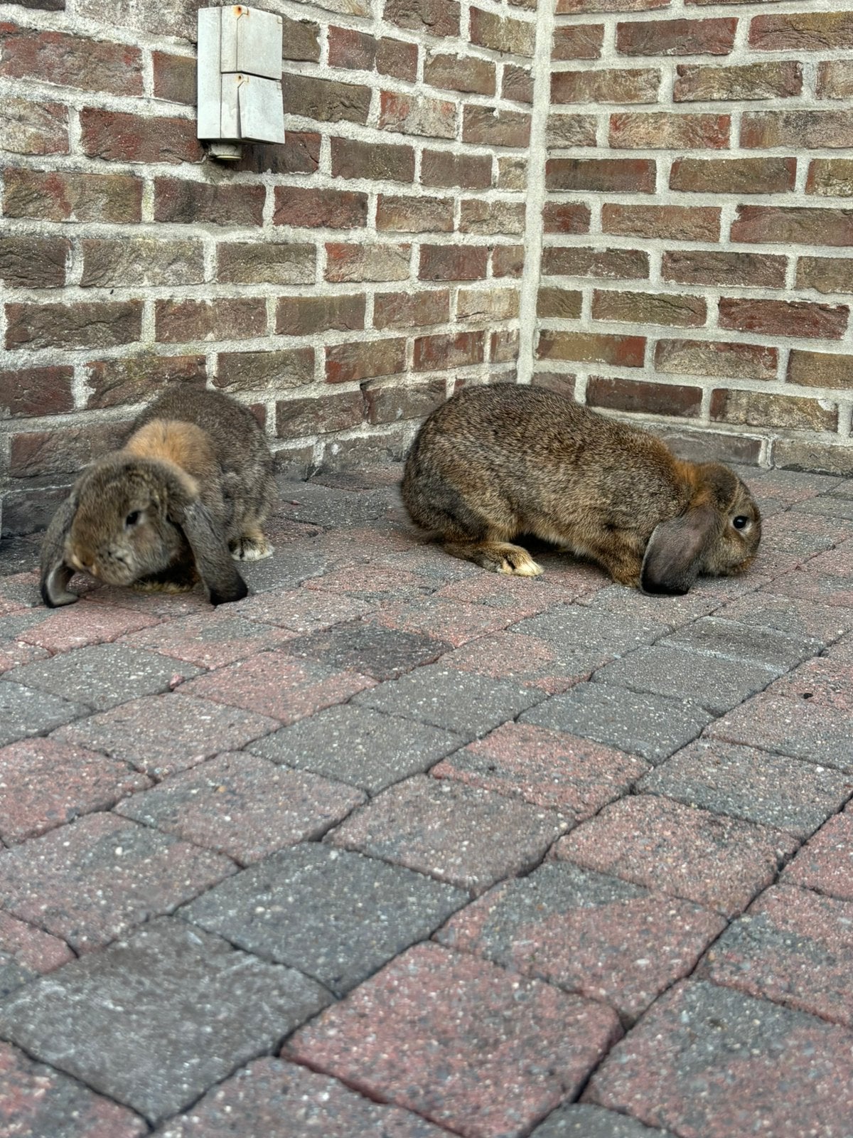 Koppel Hangoor Konijnen, Dieren en Toebehoren, Konijnen, Hangoor