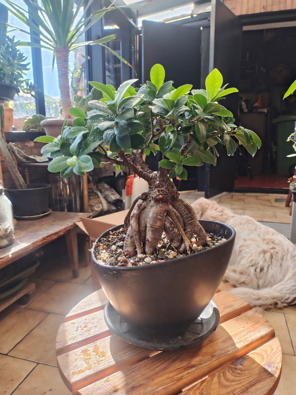 ficus microcarpa, Jardin & Terrasse, Enlèvement ou Envoi