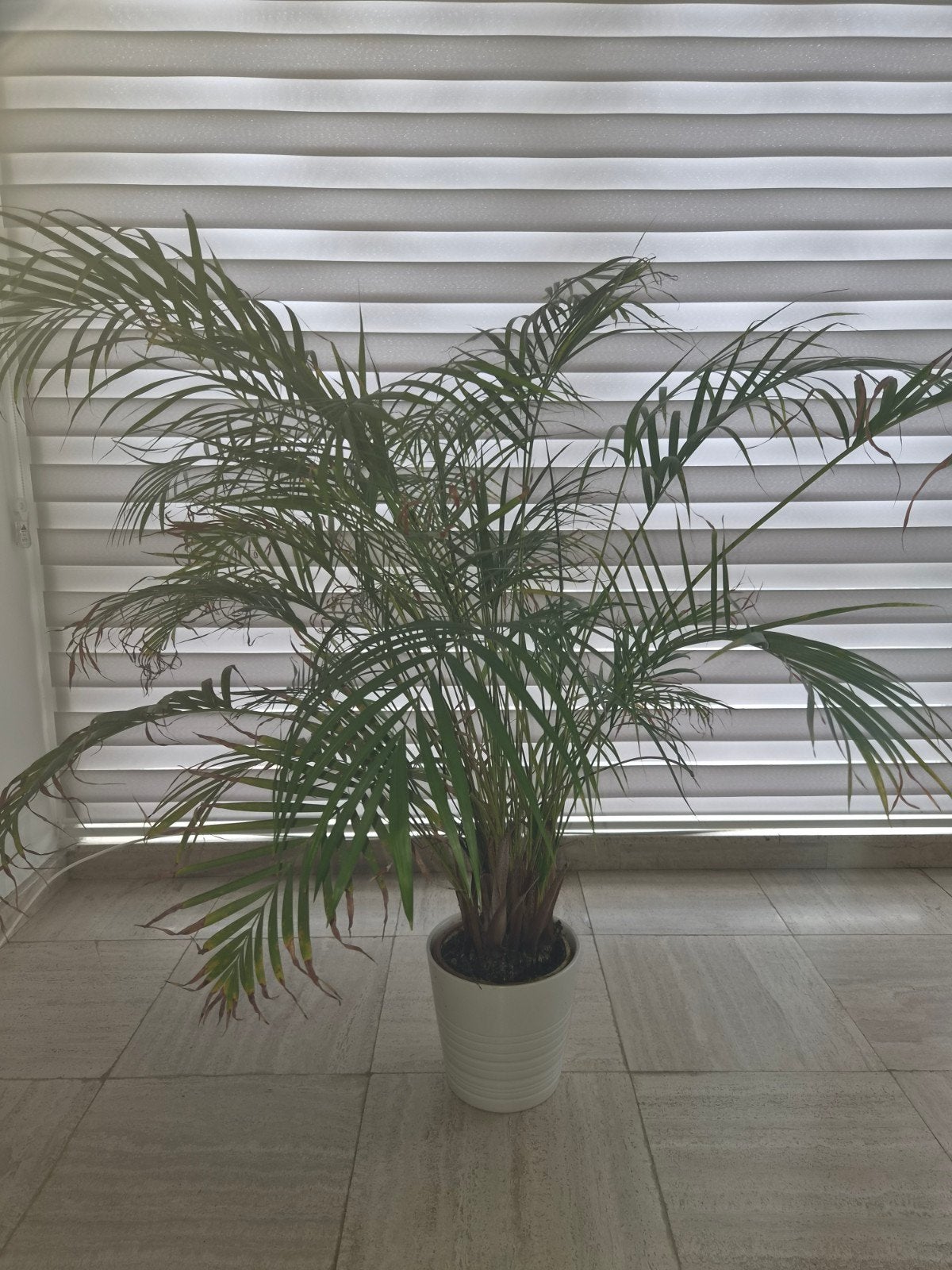 gratis plant met bloempot, Tuin en Terras, Ophalen