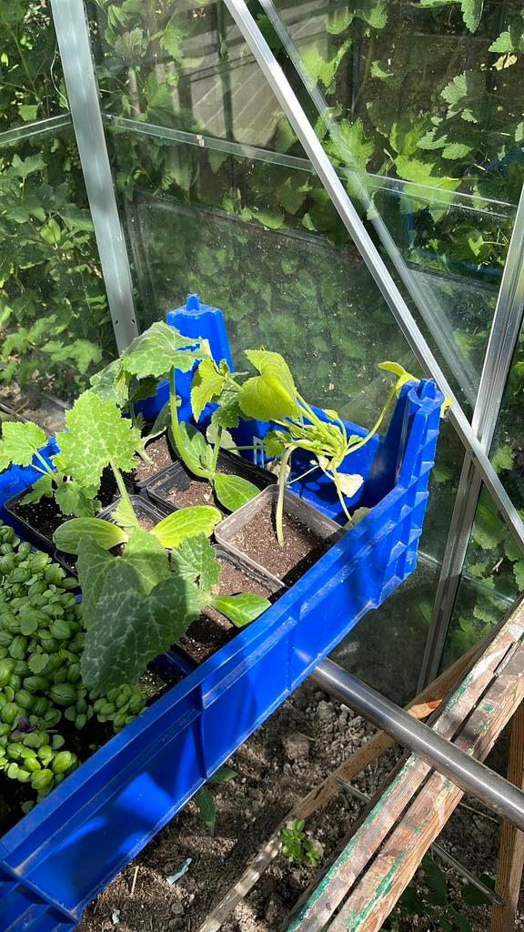 Courgette planten, Tuin en Terras, Ophalen