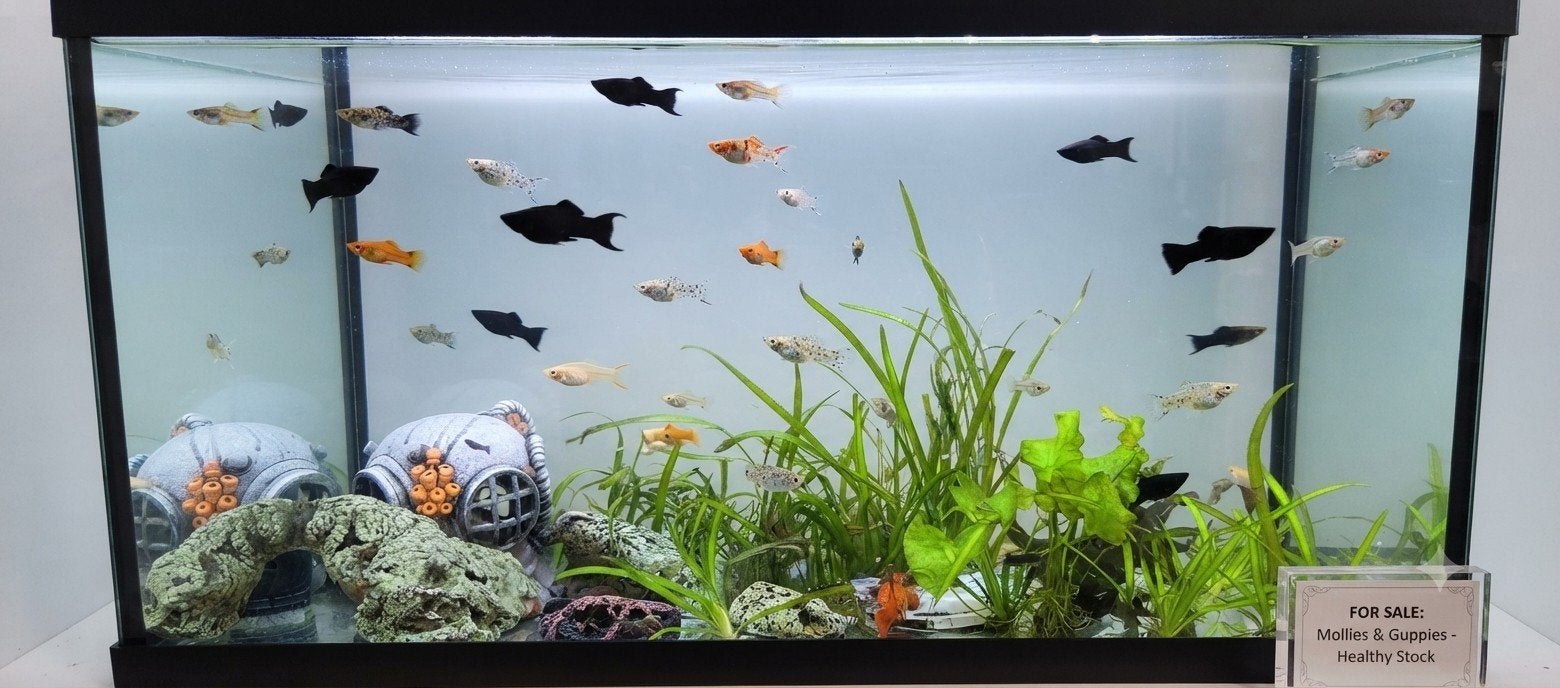 Guppys et Mollys en bonne santé - 1€ / poisson, Enlèvement