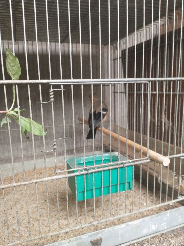 Nestje jonge Noordse goudvinken, Dieren en Toebehoren, Vogels | Overige Vogels, Meerdere dieren, Wildzangvogel, Geringd