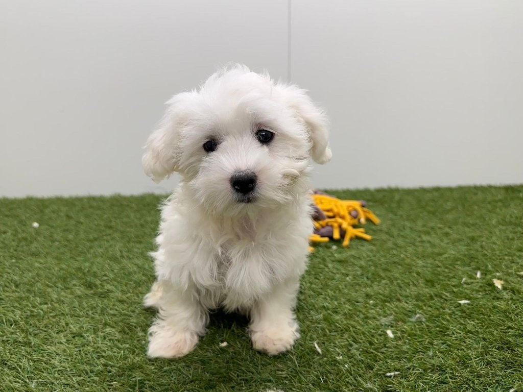 Nid maltais, Animaux & Accessoires, Chiens | Chihuahuas & Chiens de compagnie, 15 semaines à 1 an, Maladie de Carré (chiens), Bichon maltais
