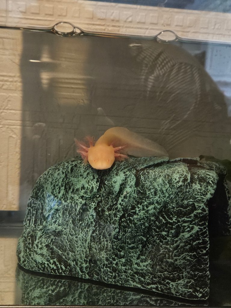 Jonge axlotl, Amfibie, 0 tot 2 jaar