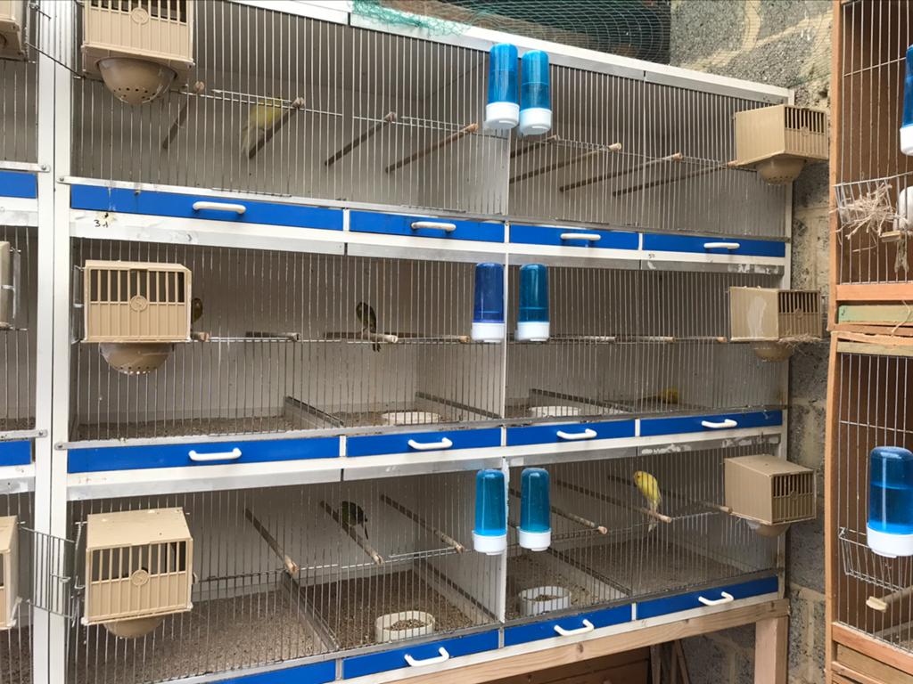 Kweekkooien voor kanarie of exoten, Dieren en Toebehoren, Vogels | Hokken en Kooien, Ophalen of Verzenden