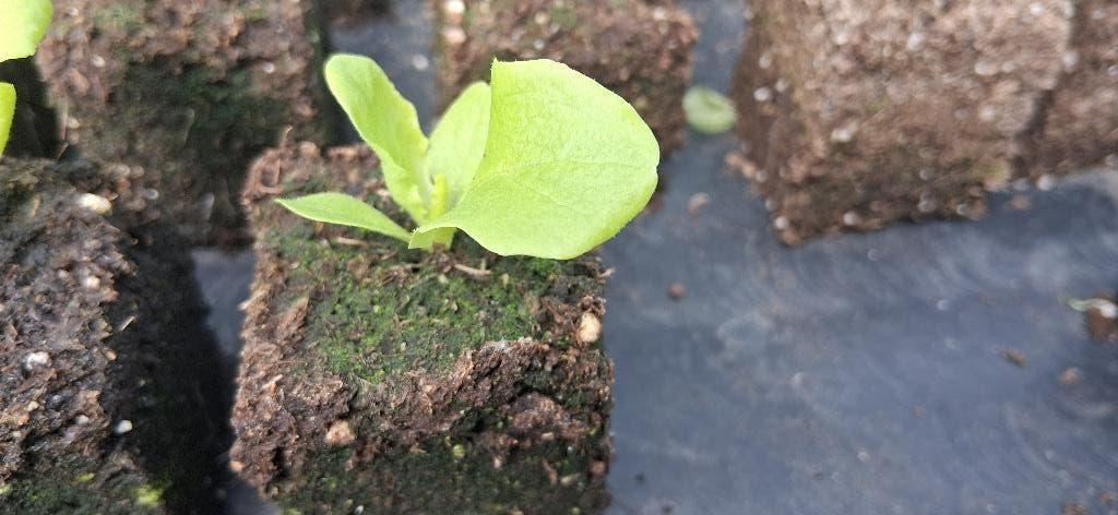 Sla plantjes, Tuin en Terras, Volle zon, Eenjarig, Lente, Ophalen
