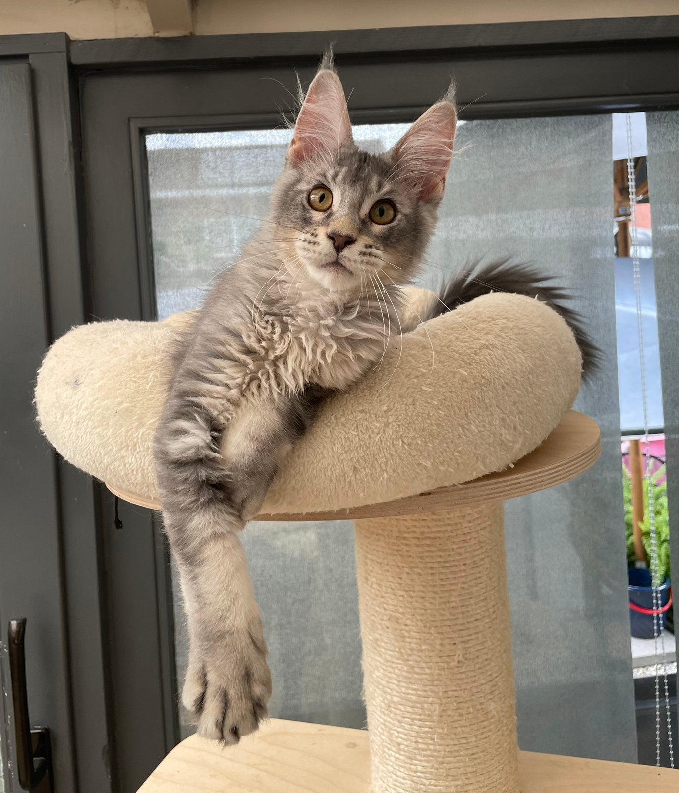 Maine coon kitten, Kater, Met stamboom, 0 tot 2 jaar