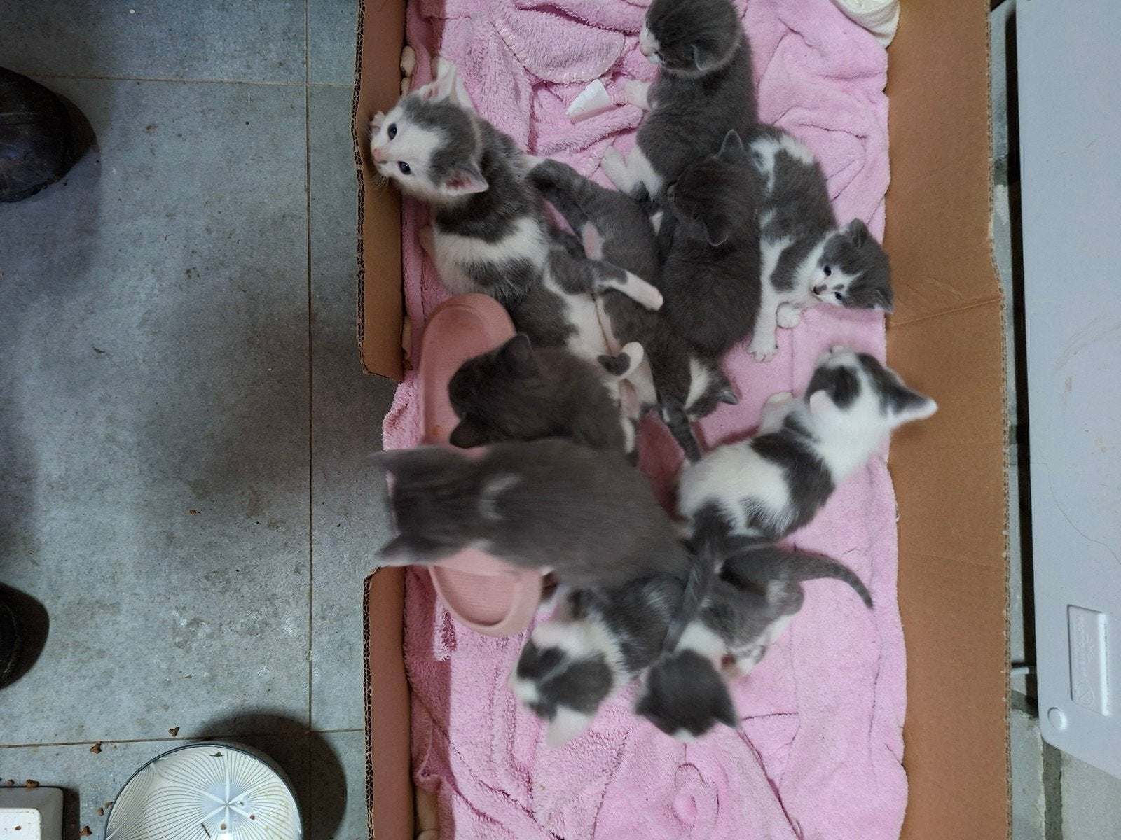 Chatons, Mai, Plusieurs animaux