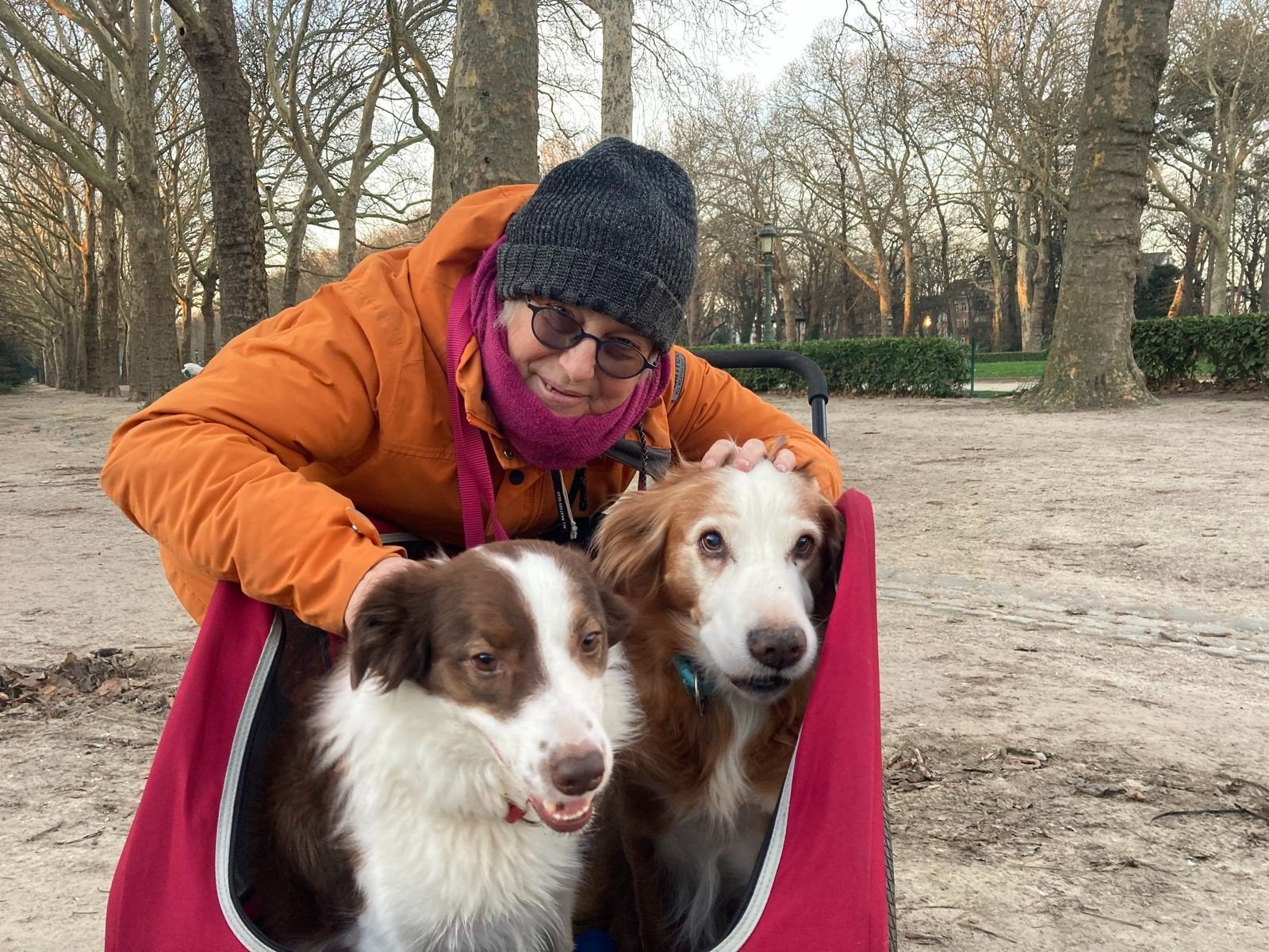 remorque velo chien 2 en 1 Doggyhut XL . chien 45kg, Ophalen, Overige merken, Gebruikt, Hondenfietskar