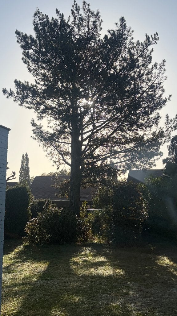Boom vellen voor gratis brandhout, Tuin en Terras, 6 m³ of meer, Ophalen, Overige houtsoorten, Stammen