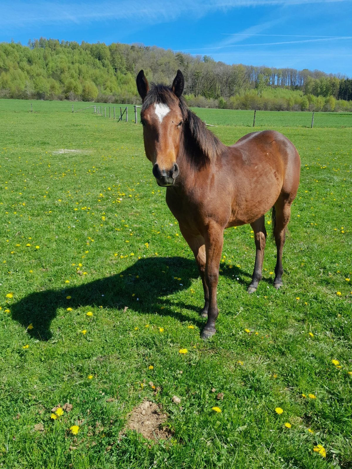Quatre poulains quarterhorse/paint à vendre. Fin d’elevage, Animaux & Accessoires, Chevaux, Moins de 160 cm, Plusieurs animaux