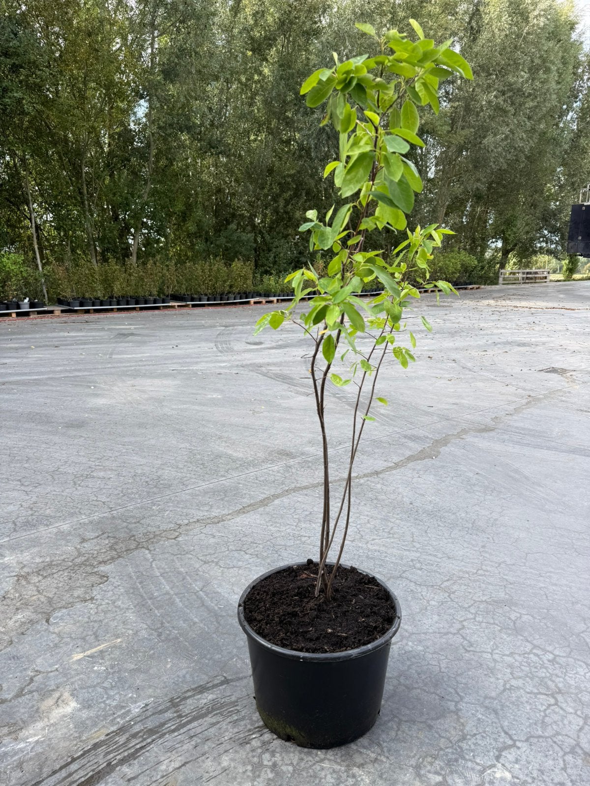 Amelanchier 1m60, Enlèvement