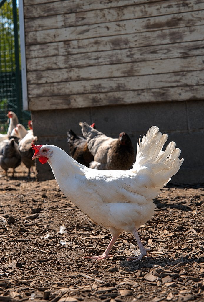Legkippen, Plusieurs animaux, Poule ou poulet