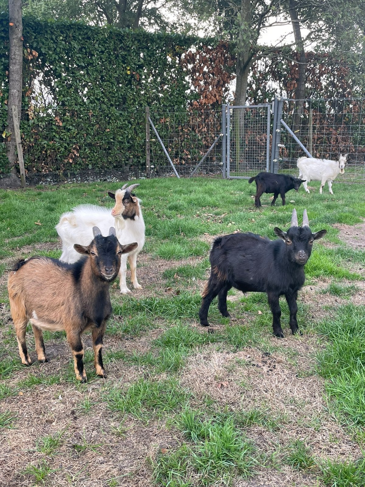 Geiten bokjes, Animaux & Accessoires, Mâle, Chèvre, 0 à 2 ans