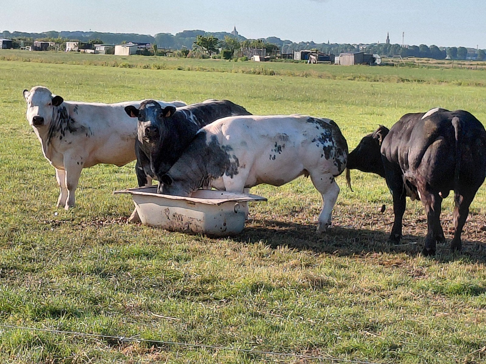 Vaarzen, volle vaarzen gezocht., Dieren en Toebehoren