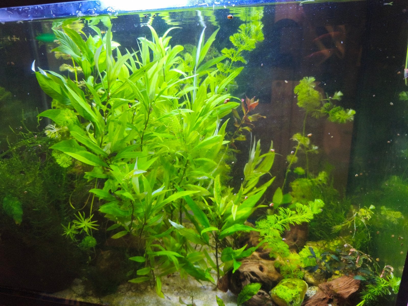 Plante d'aquarium, poissons, crevettes et escargots, Enlèvement, Plantes incluses, Neuf, Plante(s), Pierre ou Bois