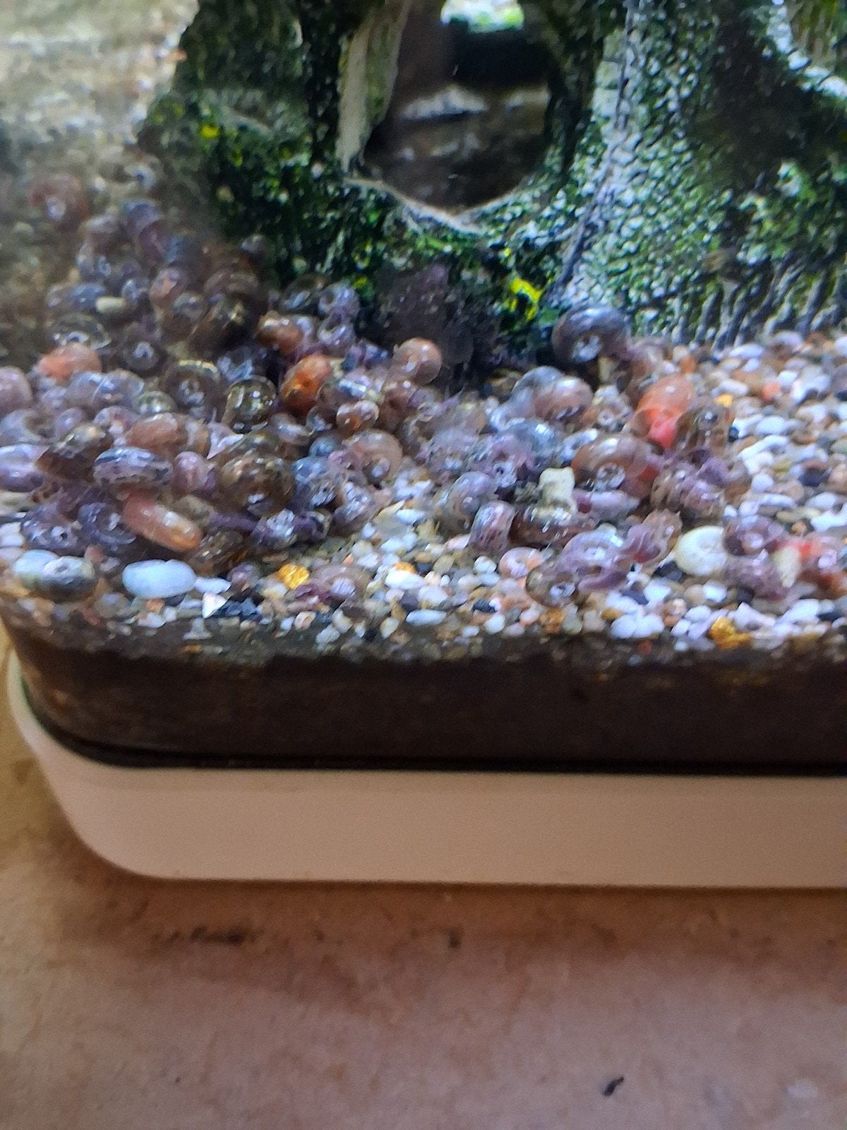 200 escargots planorbes pour 10 euros, Animaux & Accessoires