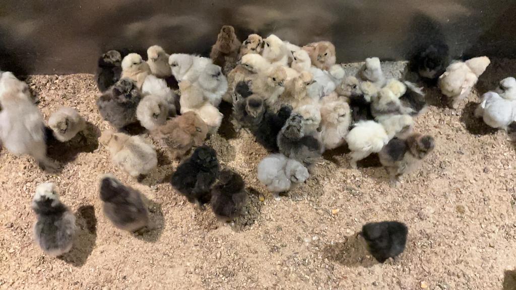 USA zijdehoen kuikens, Sexe inconnu, Poule ou poulet