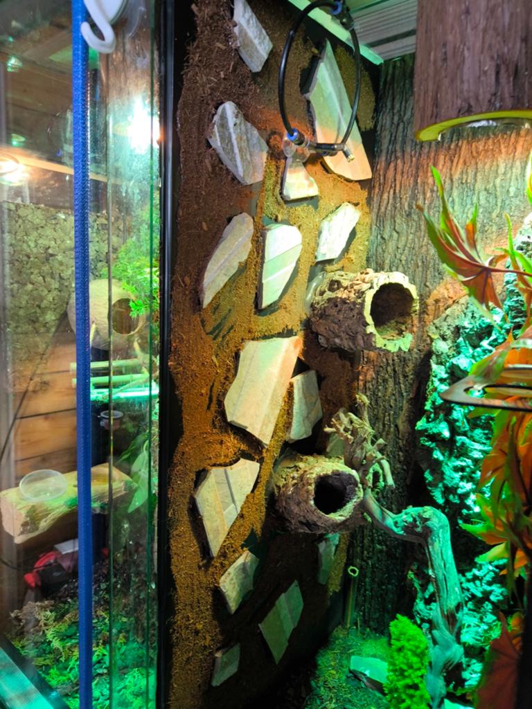 Twee terrariums in een voor gekko's., Enlèvement, Éclairage