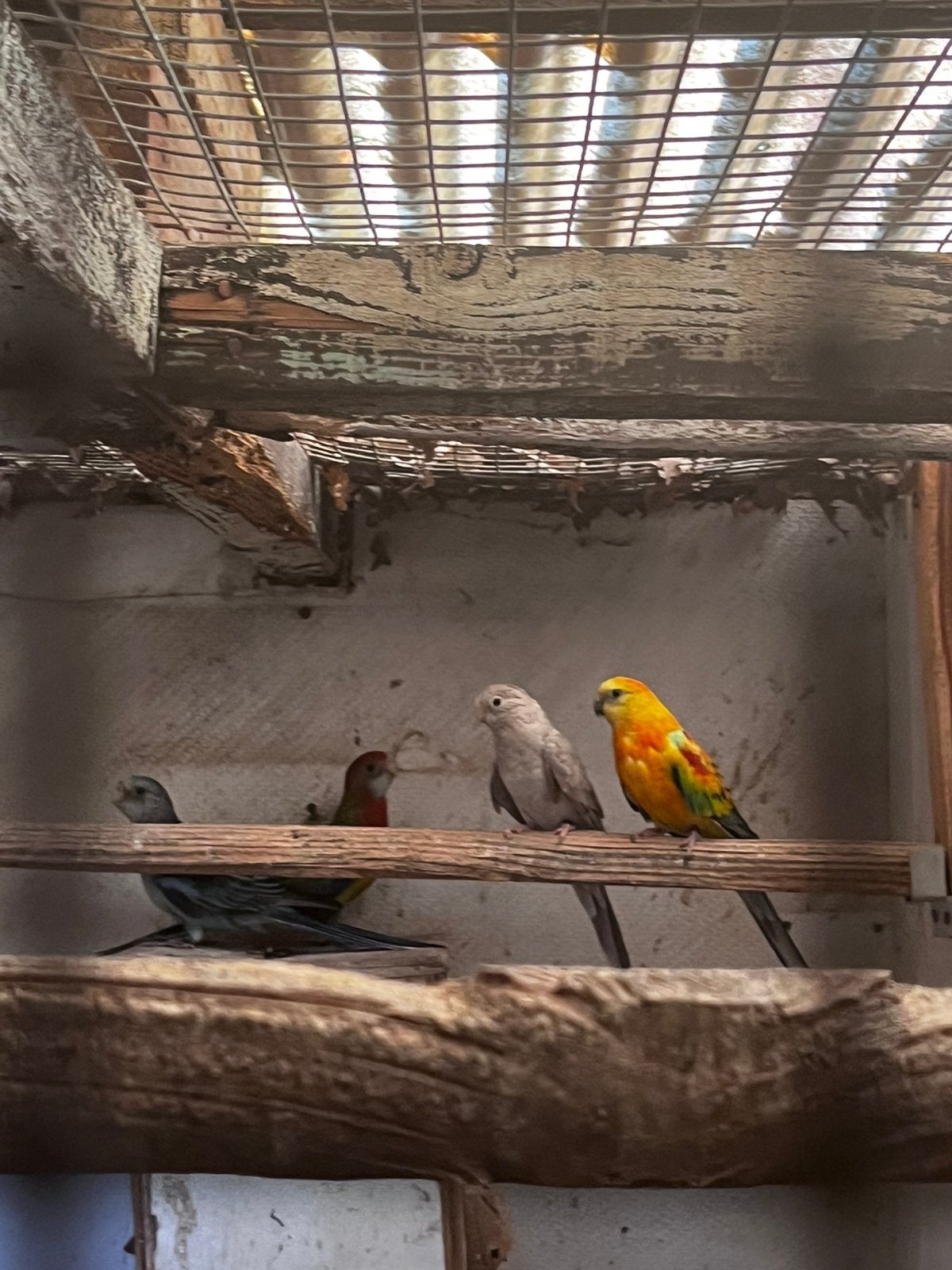 Rozellas, Dieren en Toebehoren, Vogels | Parkieten en Papegaaien