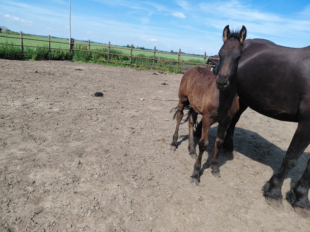 2 poulains frisons baroques 2026, Animaux & Accessoires, Chevaux, Étalon, Avec pedigree, 0 à 2 ans