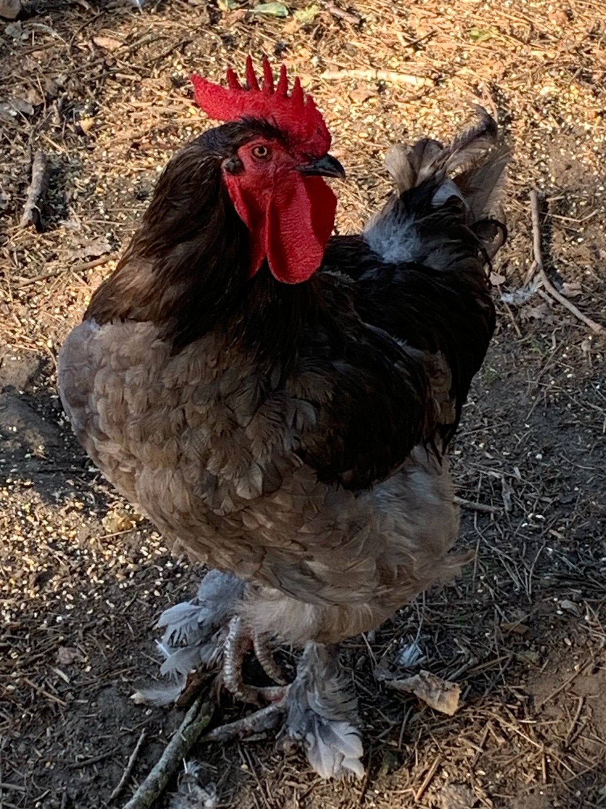 Blauwe Mechelse haan, Animaux & Accessoires, Volatiles, Mâle, Poule ou poulet