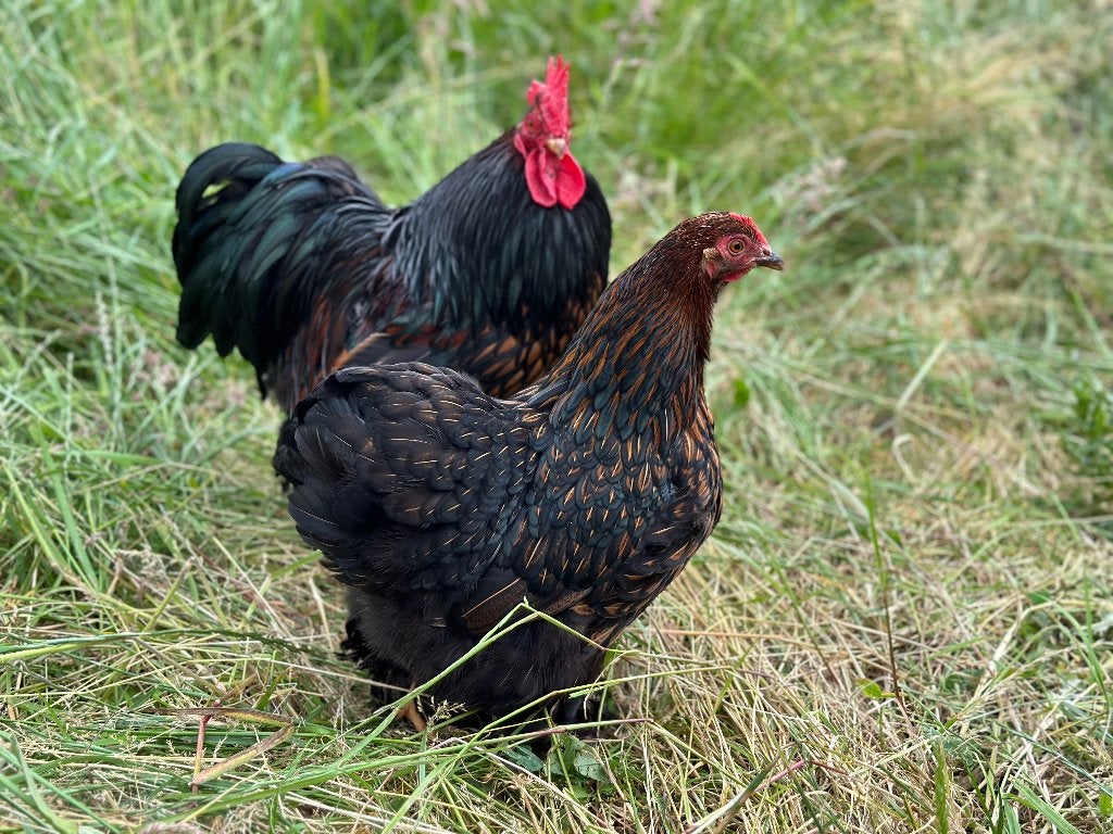 Jonge tamme Cochin kriel Goudzwart gezoomd gesekst + ingeënt, Femelle, Poule ou poulet