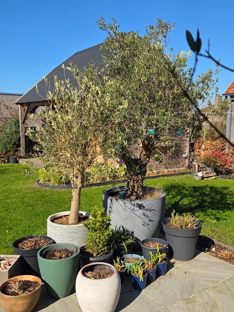 Olijfbomen, Ophalen, In pot, Olijfboom